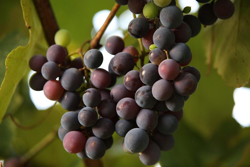 goranh-grapes-5603367_1280