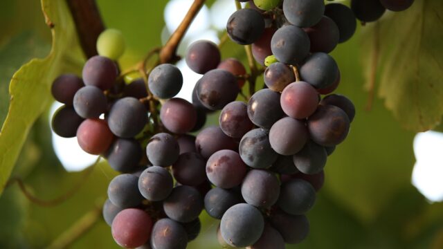 goranh-grapes-5603367_1280